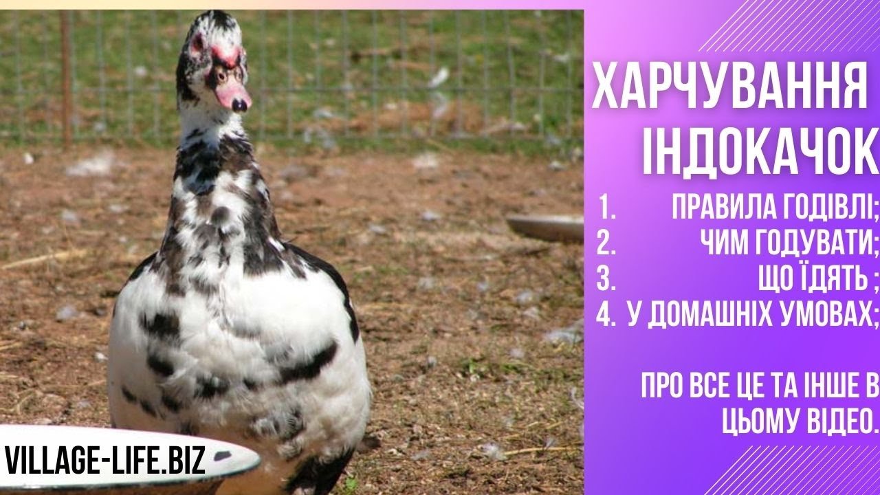 #индоутки - Питание индоуток: чем и сколько кормить (Справочник для самых маленьких)