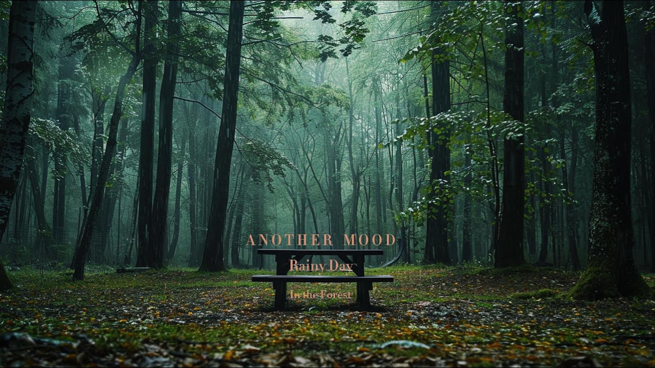 아무도 없는 숲 속에서 Rainy Day in the Forest | ASMR