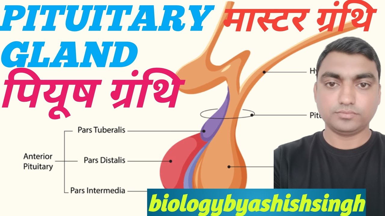 Pituitary gland. पियूष ग्रंथि . Master gland