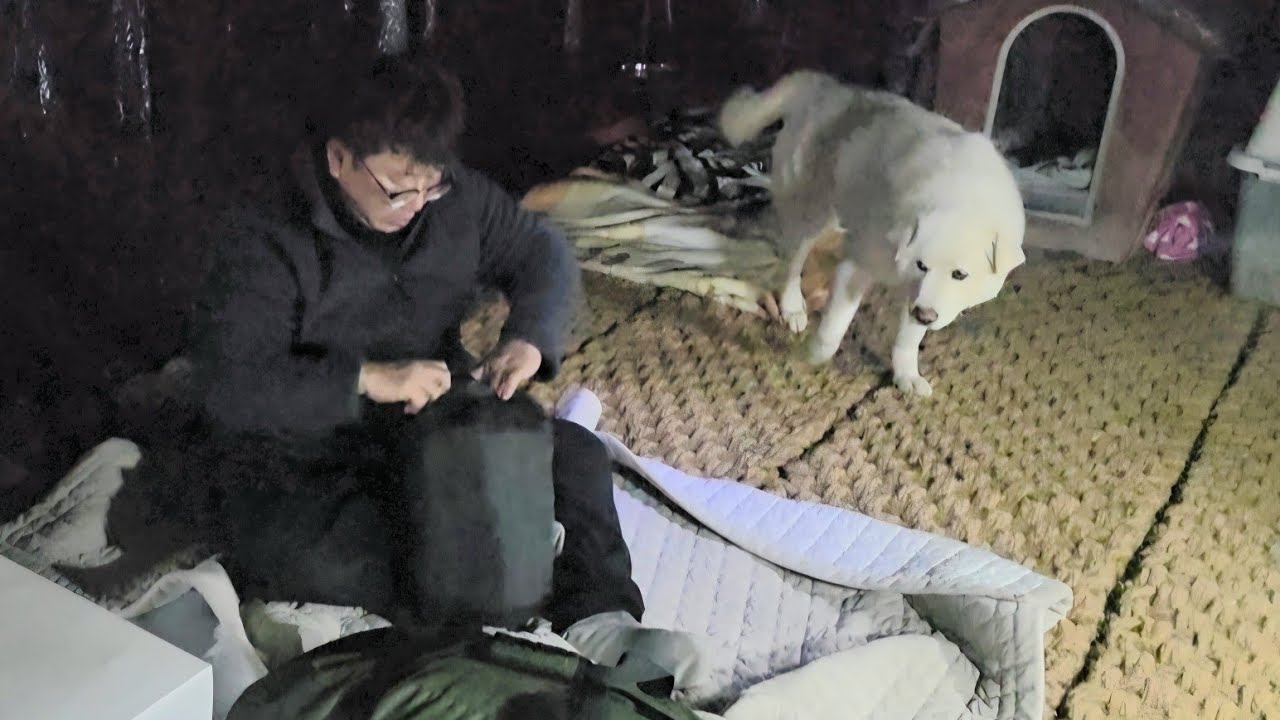 오갈데없는 대형견과 야외견사에서 같이 먹고 자기 2부