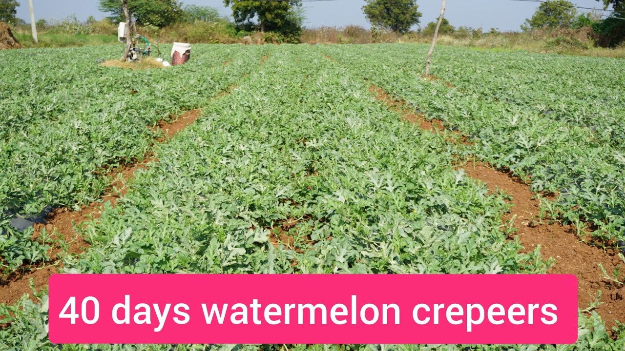 watermelon cultivation  on mulching, 40 days crepeers