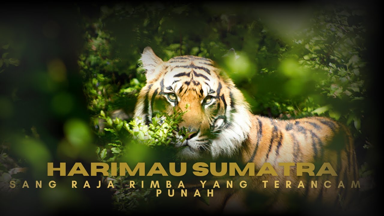 HARIMAU KEBANGGAAN PROVINSI SUMATRA, KINI TERANCAM PUNAH