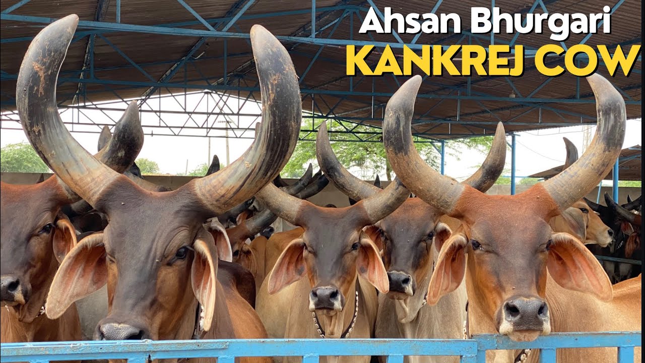 Ahsan Bhurgari Kankrej Cow Setup | best Kankrej cow in Pakistan | milking cow breed | Nagra Farm