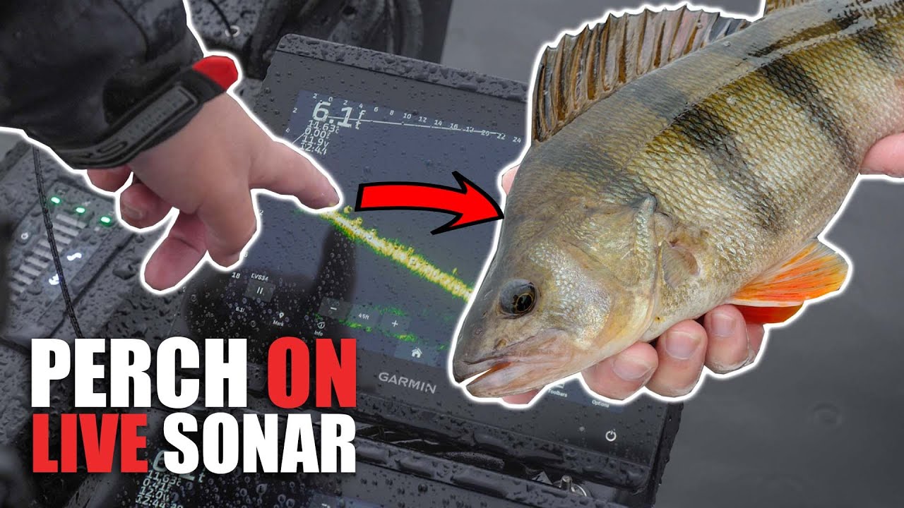 Boat fishing for perch using live sonar | Drop shot fishing with creature baits