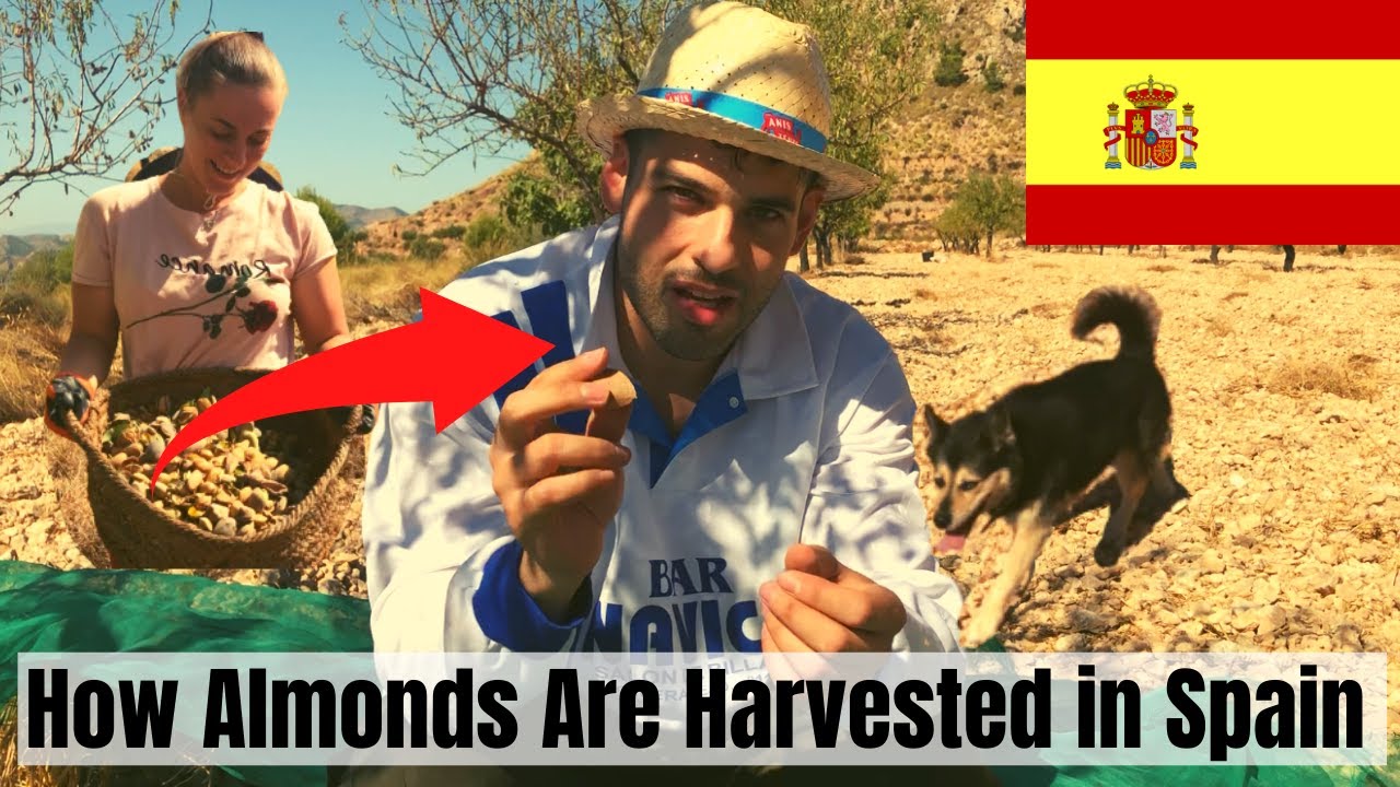 Awesome Almond Harvesting in Spain