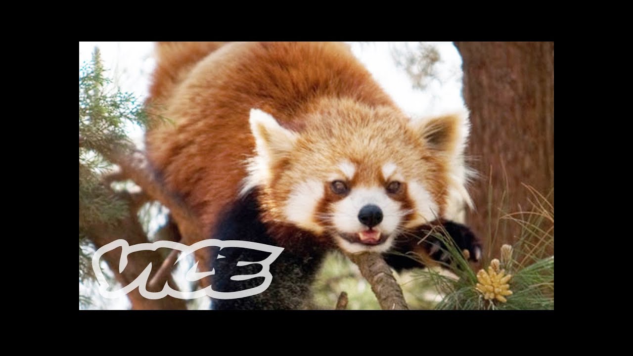 Cute Red Pandas! | The Cute Show