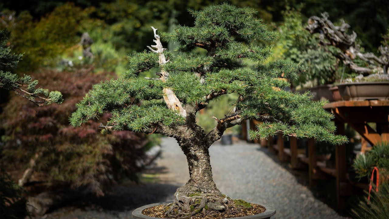 Maximizing Bonsai Design with Lebanese Cedar Tree