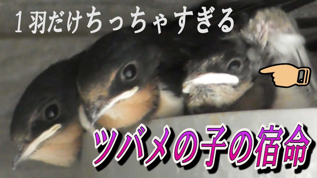 生かせて貰えるのか！？1羽だけ小さなツバメのヒナ