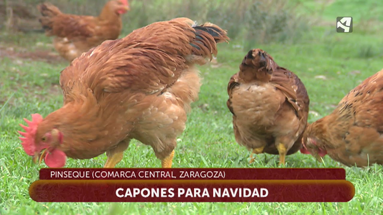 Capones para Navidad