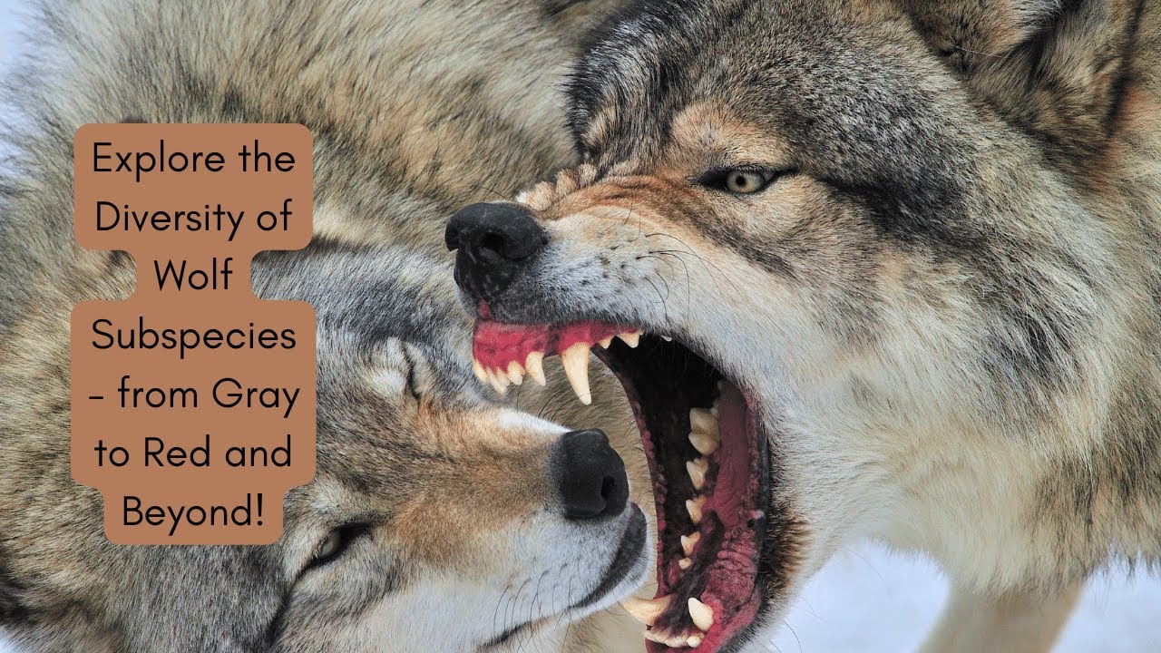 Explore the Diversity of Wolf Subspecies - From Gray to Red and Beyond! #wolves