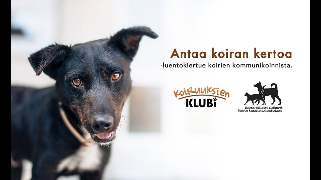 Antaa koiran kertoa