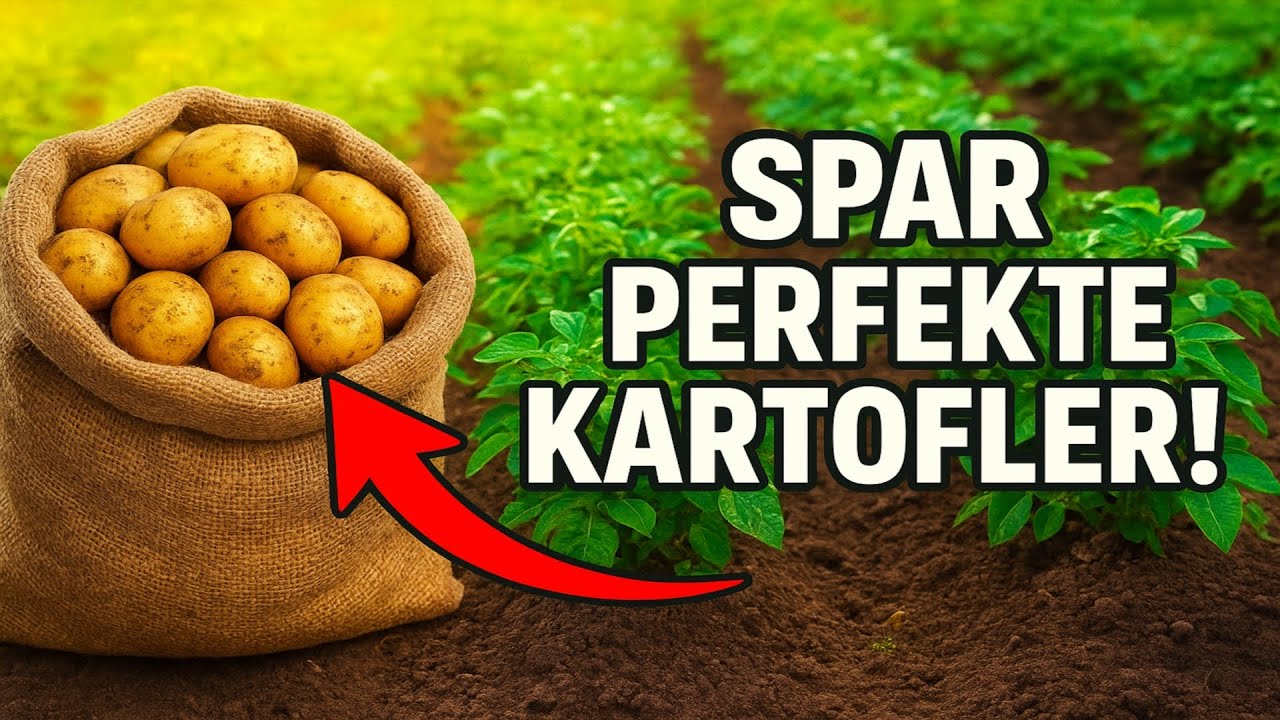 Drop køkkenhaven! Sådan får du en spand PERFEKTE kartofler næsten uden besvær.