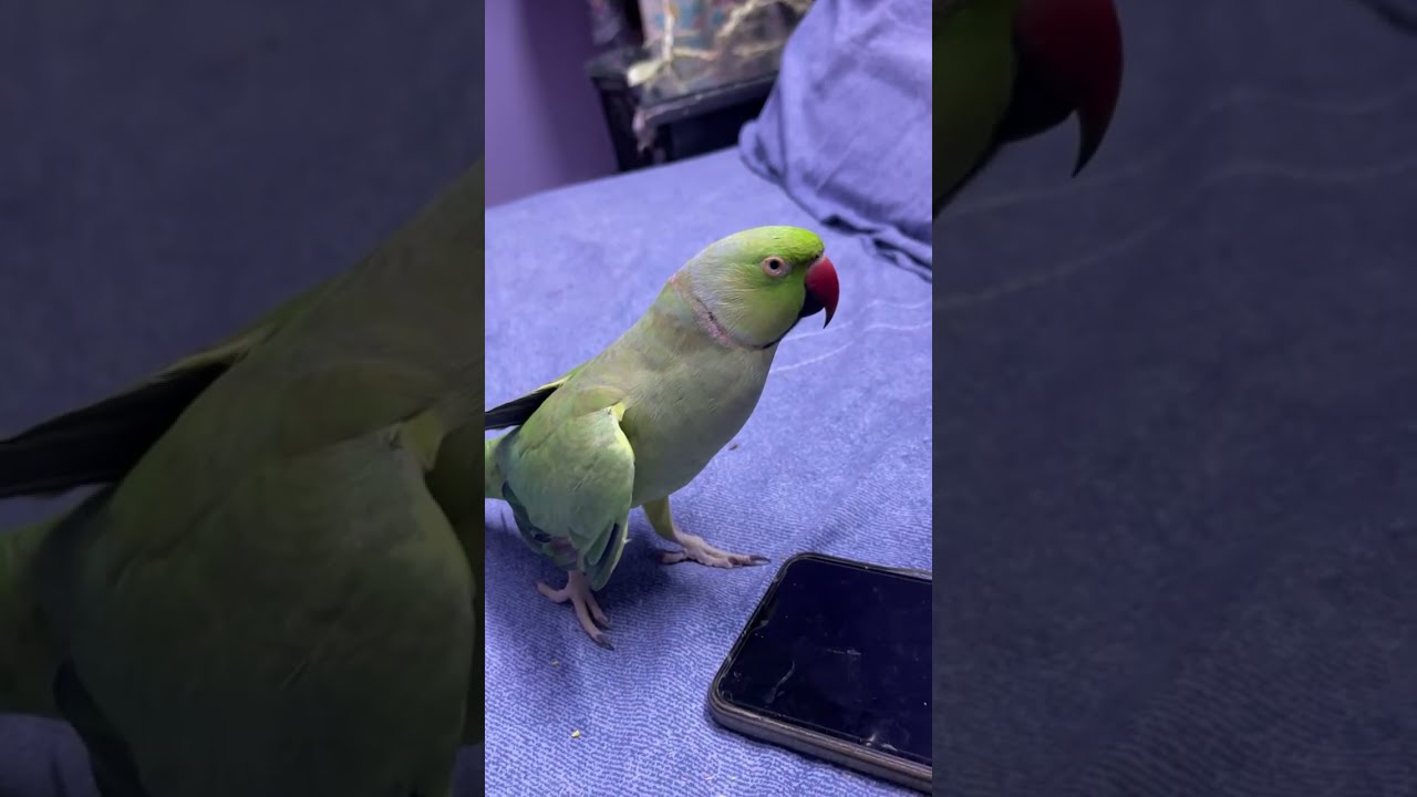 Rio the Talking birb! #parrot #talkingparrot #birds #cute 