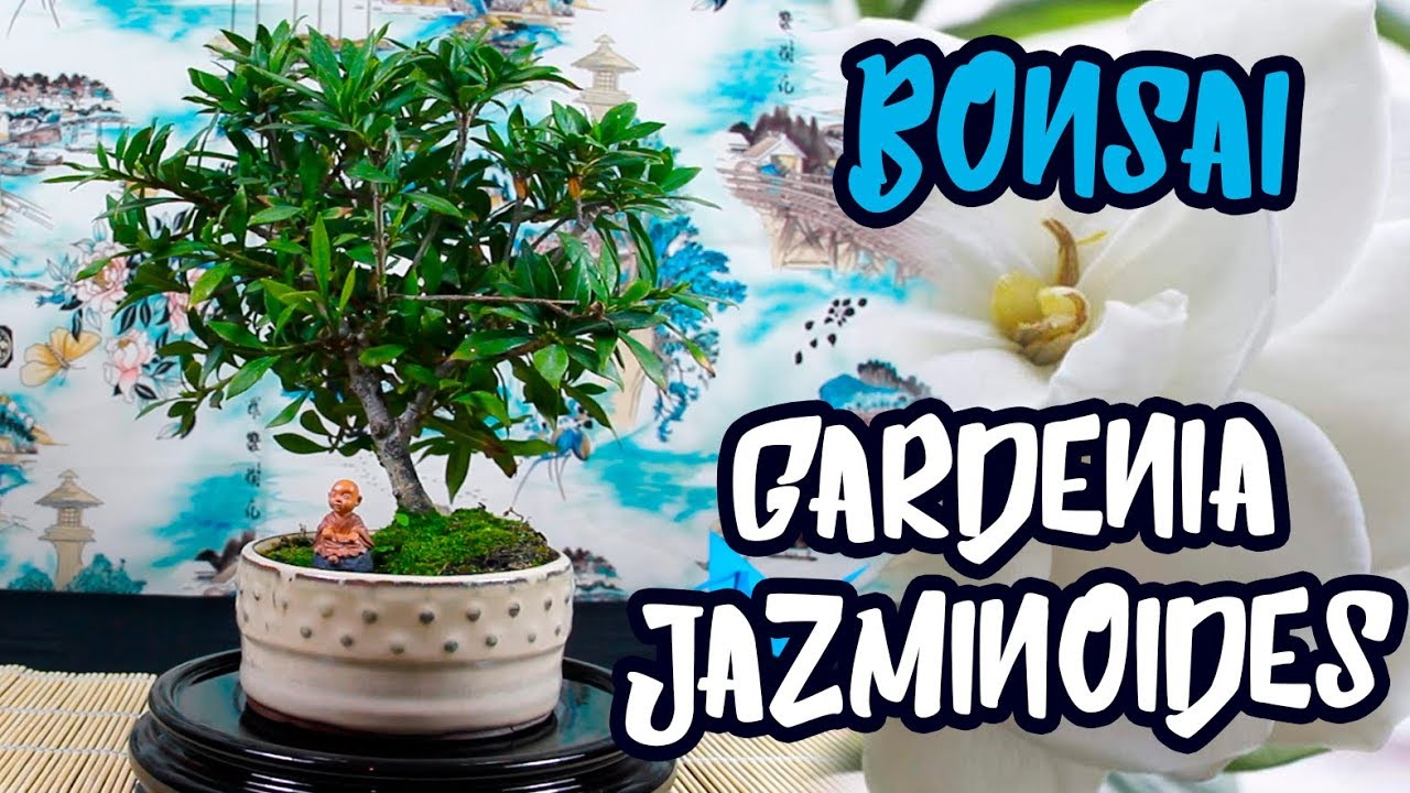 Mi Bonsai Gardenia Jasminoides