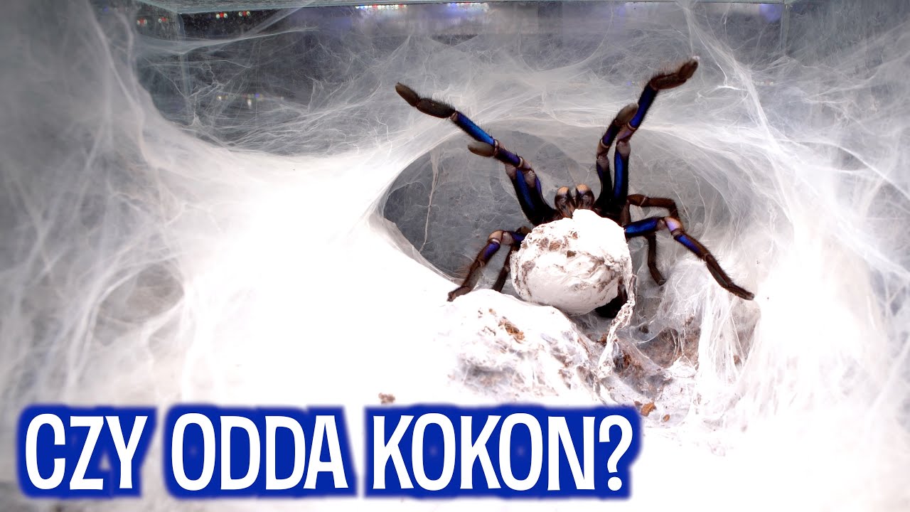 Nie chciała oddać kokonu 😱  Chilobrachys sp. electric blue