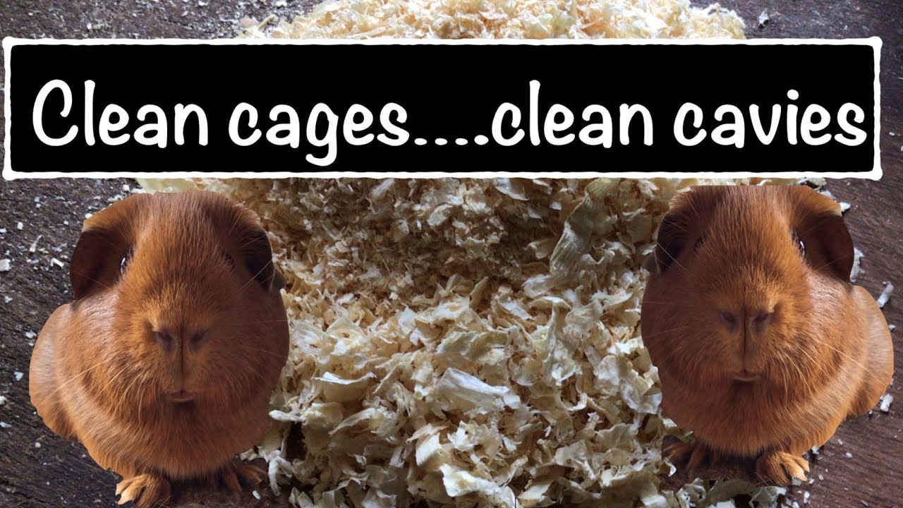 Cleaning your guinea pig cages........Clean cages. =  Clean Cavies!!