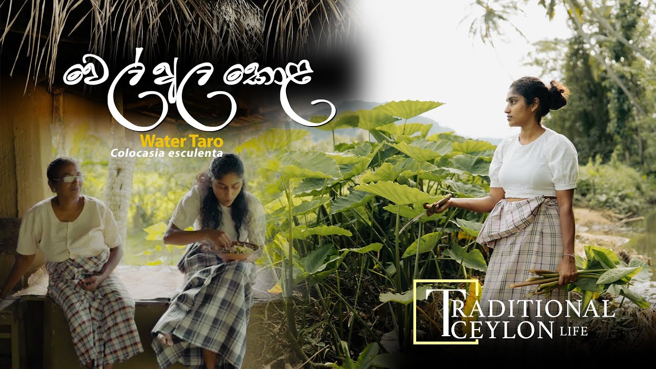 වෙල් අල කොළ දළු මාළුව/Water Taro Young Leaves Curry/ Colocasia esculenta