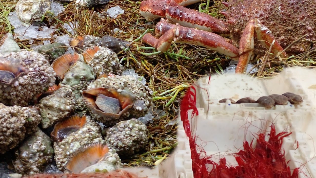 جولة من سوق سانطرال خاص بالاسماك من الدار البيضاء 🐙🦑🦐🐟🐚🐌🦈🦐🦀