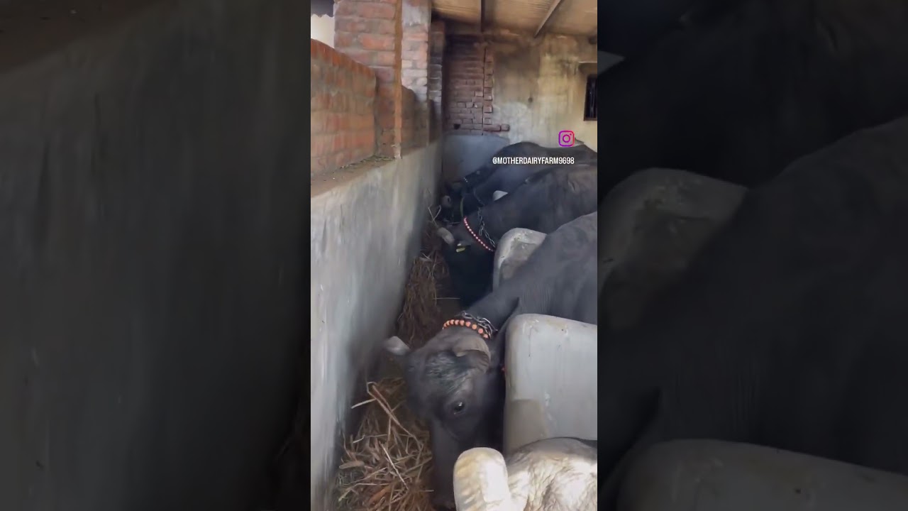 Mother dairy farm Banni buffalo tavadiya mahesana #farm #banni #buffalo #viral #trending #shorts