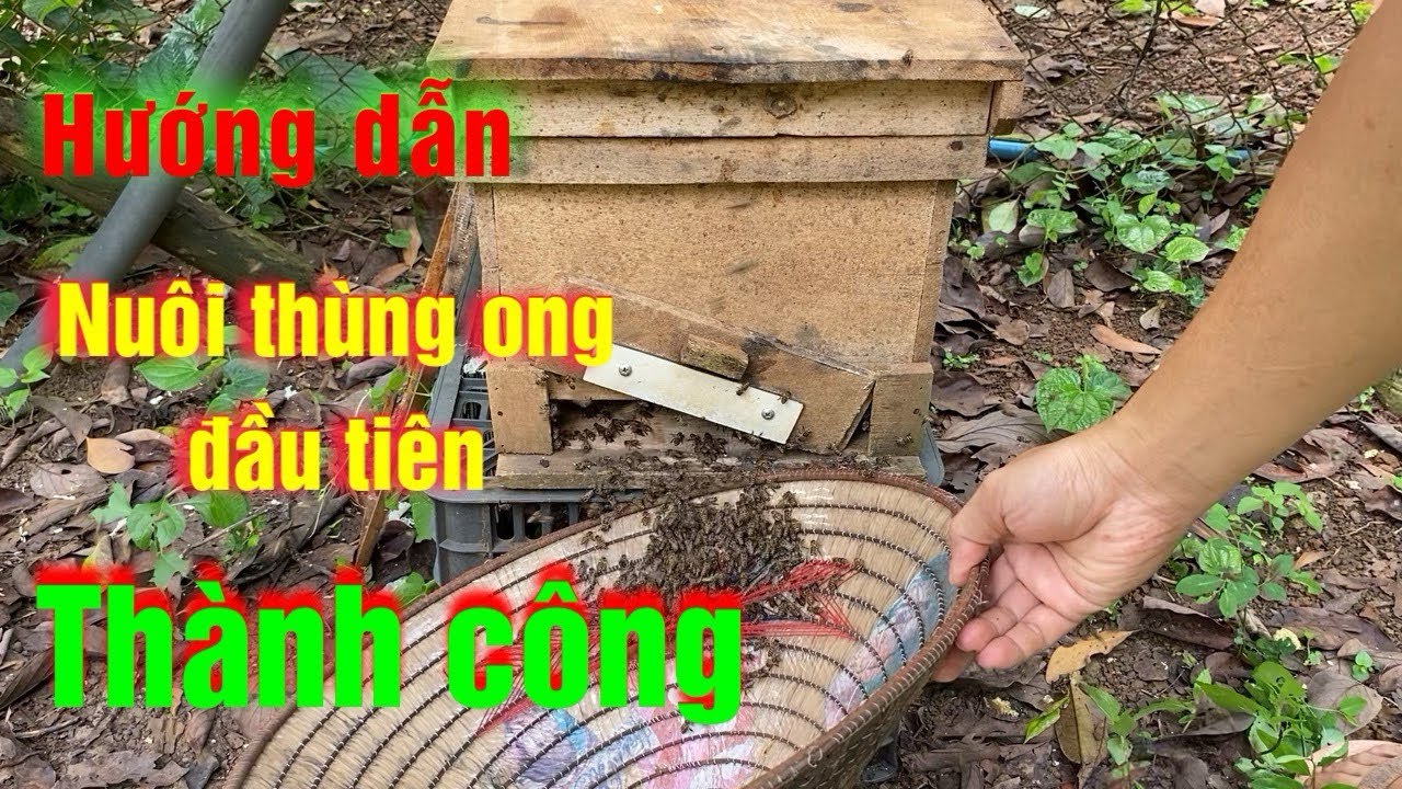 Hướng dẫn cho người mới nuôi ong. Thùng ong đầu tiên #1.