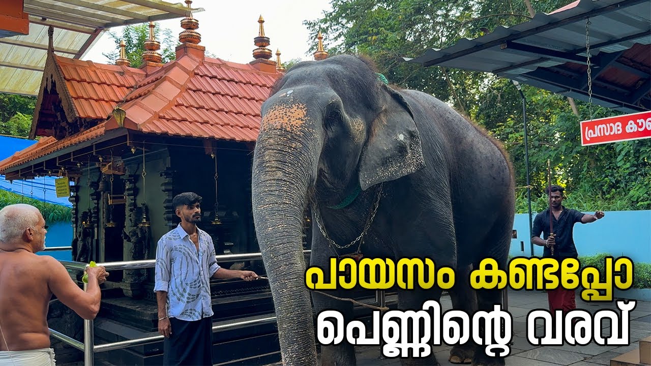 പായസം കണ്ടപ്പോ പെണ്ണിന്റെ വരവ്  I Kaveri Elephant Malappuram #aana #kaveri #elephant