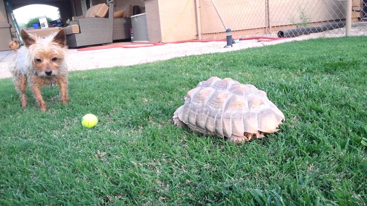 Jake and the turtle play ball