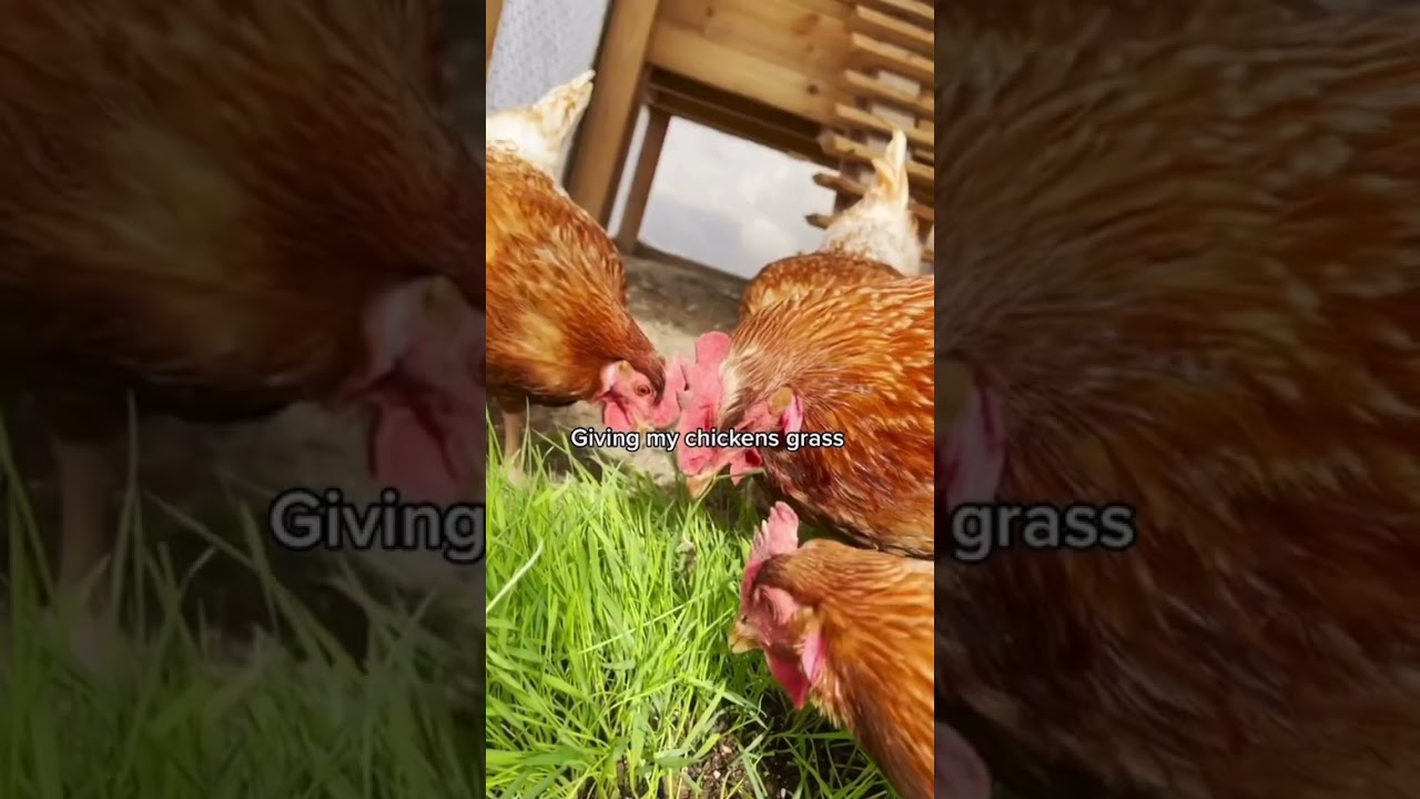Growing grass for my backyard chickens during winter! 🌱🐓 #backyardhomestead #backyardchickens