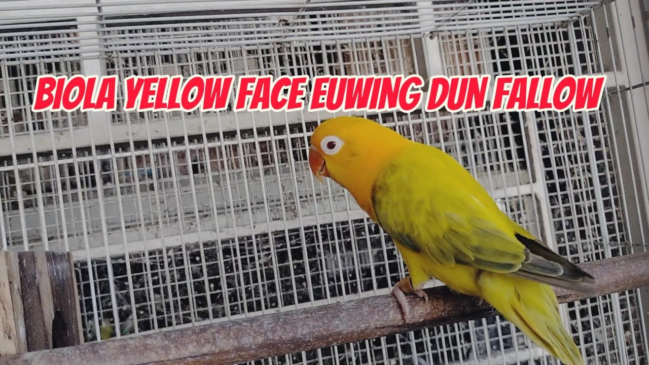 BIOLA YF EUWING DUN FALLOW
