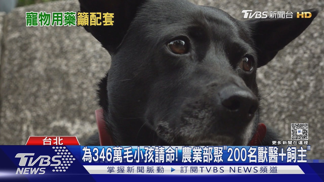 寵物用藥新制「可能延後」 擬改公告.雙軌購藥｜TVBS新聞 @TVBSNEWS01