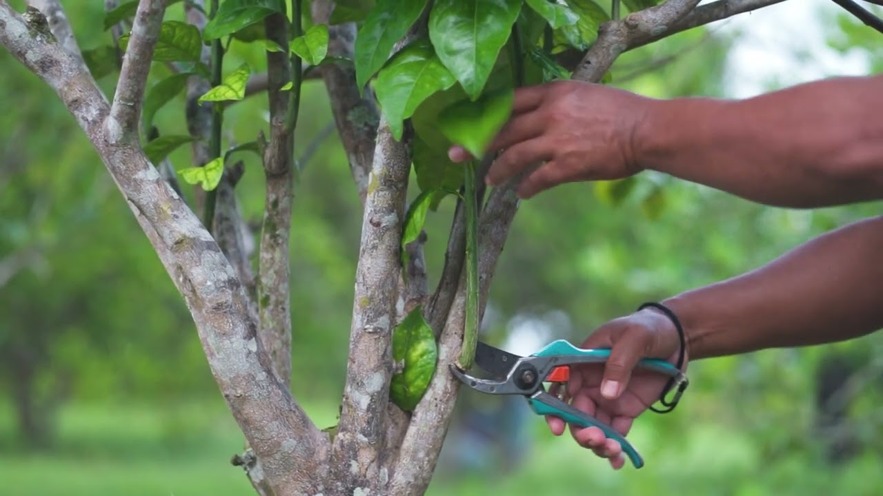 Landbouw Citrus - Het snoeien en zuiveren van de citrusplant
