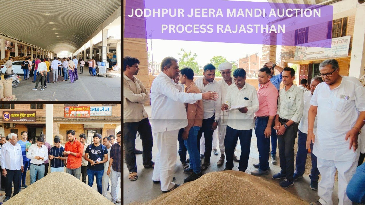 Cumin Auction process in Jeera Mandi Jodhpur on 9th June 2023 #cuminseeds