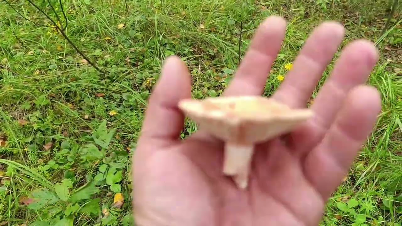 За грибами