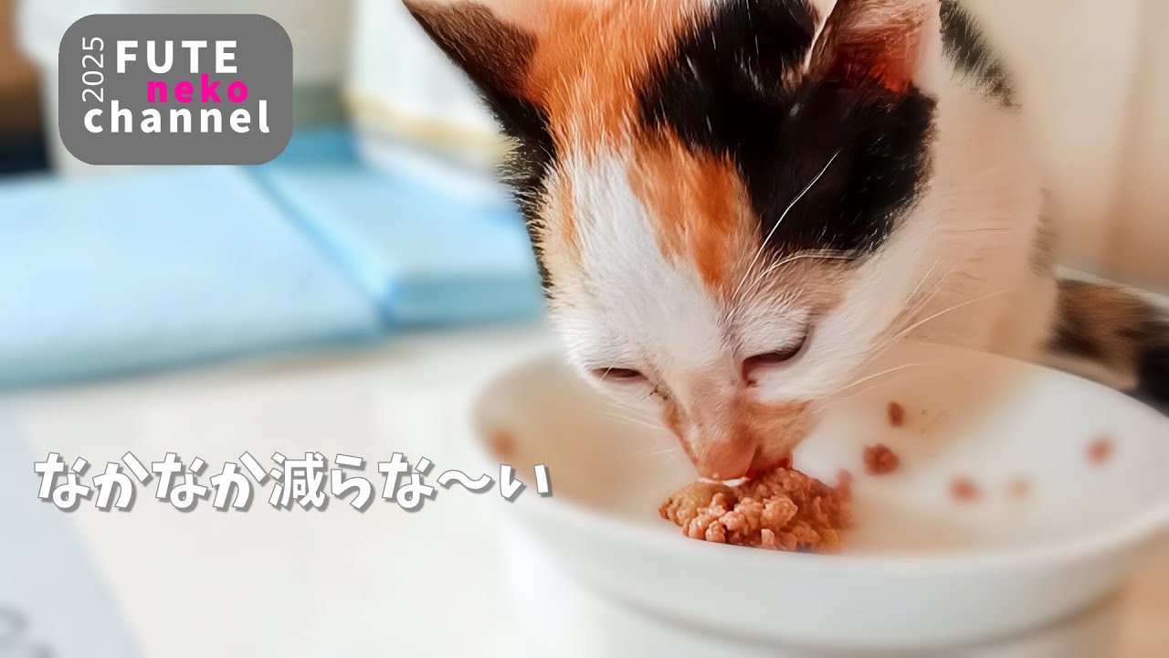 ご飯をまだ上手に食べられない子猫【保護子猫】