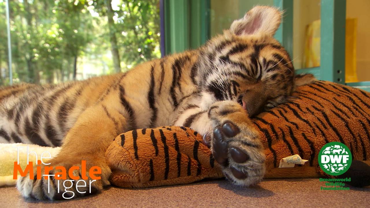 Sleepy tiger cub - The Miracle Tiger