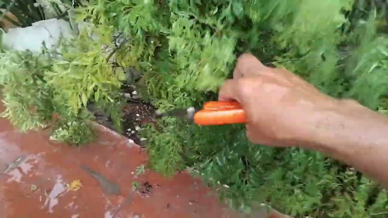 PODA RADICAL / Passo a passo para renovar suas plantas