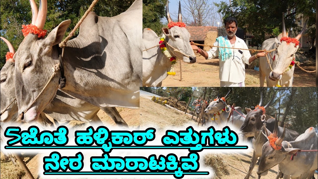ಉತ್ತಮ ಬೆಲೆಗೆ ಹಳ್ಳಿಕಾರ್ ಅಮೃತ್ ಮಹಲ್ ಎತ್ತುಗಳು ಮಾರಾಟಕ್ಕಿವೆ 