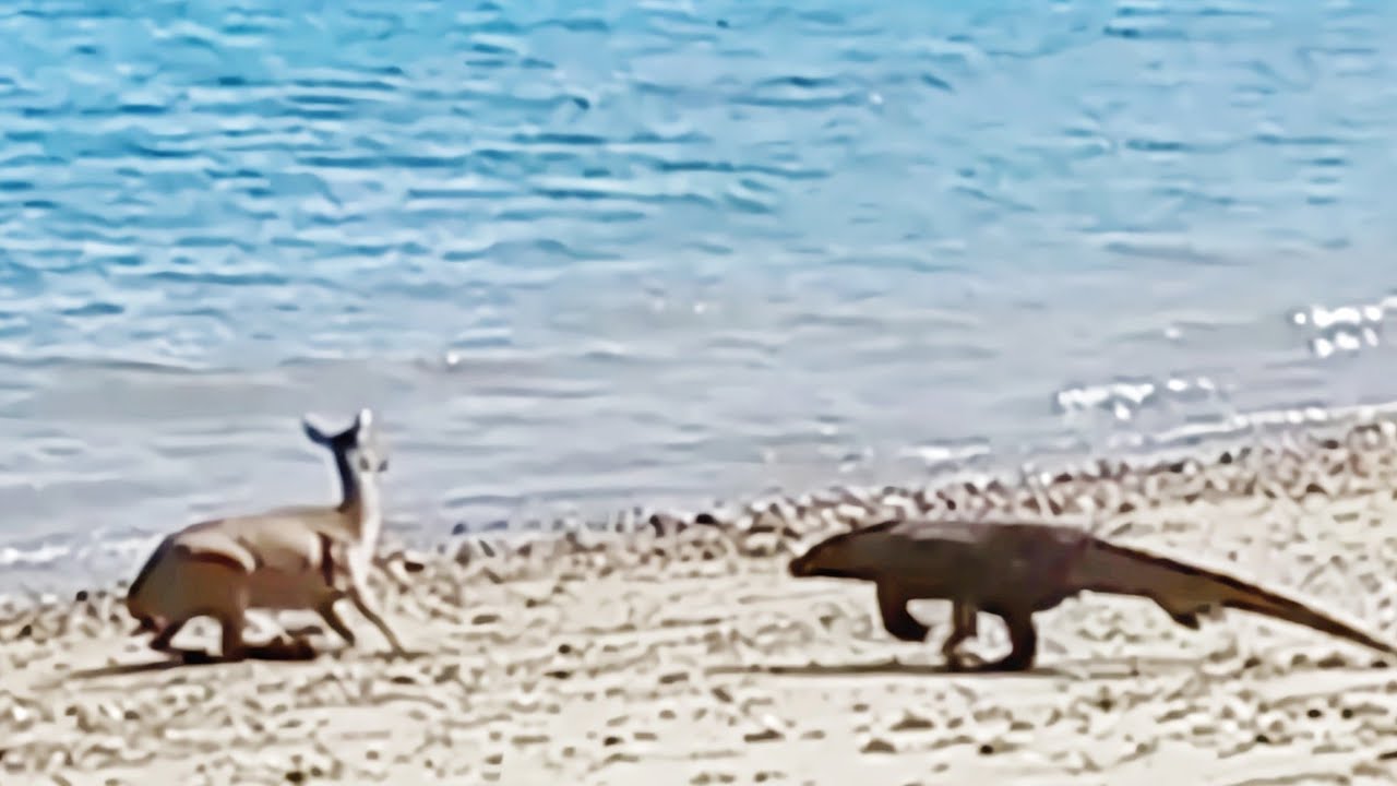 [Again] Komodo dragon catch deer alive on the beach.