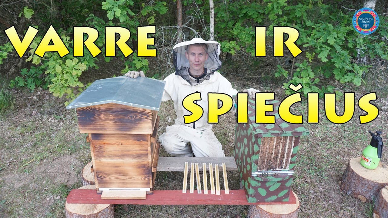 Varre avilys ir bičių spiečius