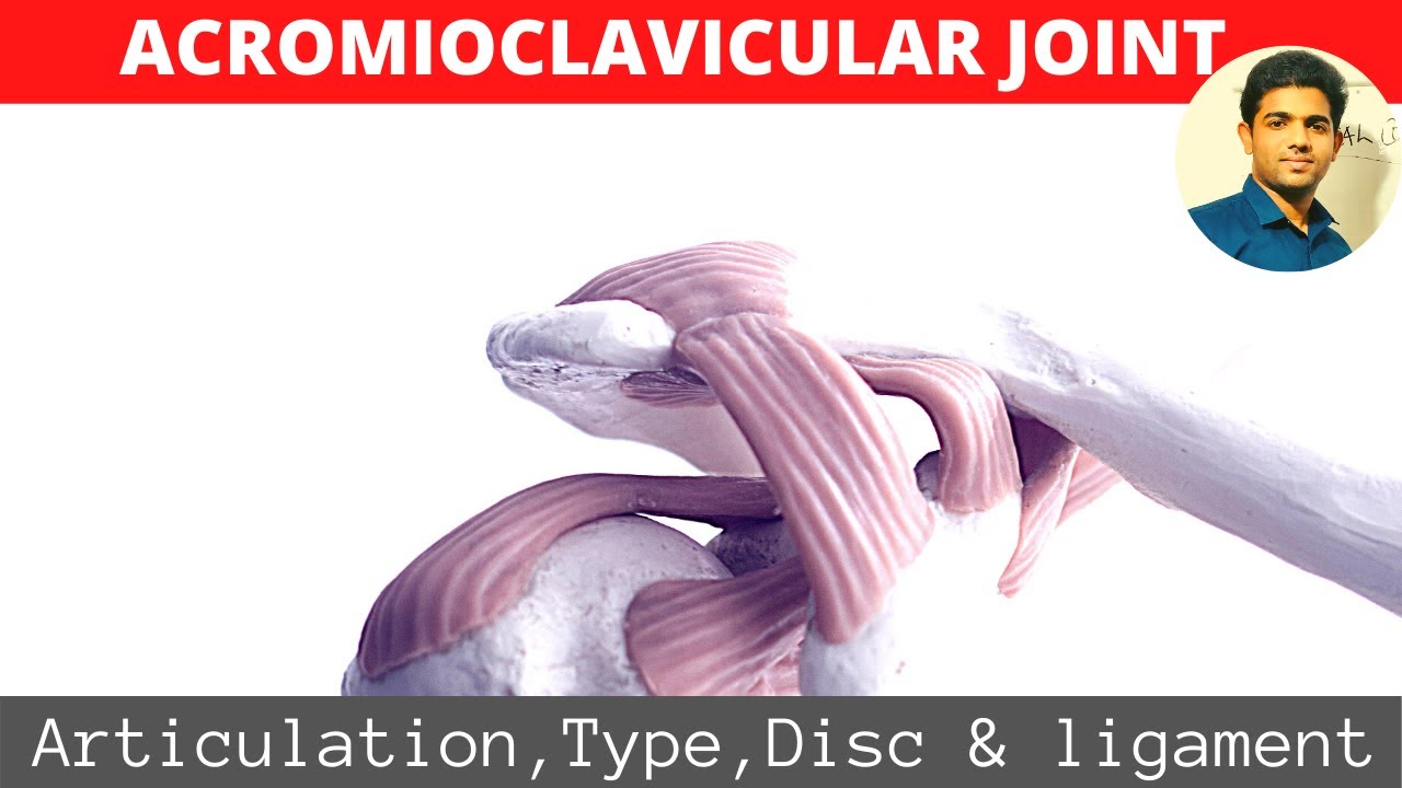 ACROMIOCLAVICULAR JOINT#SHOULDER BIOMECHANICS( Part 1)