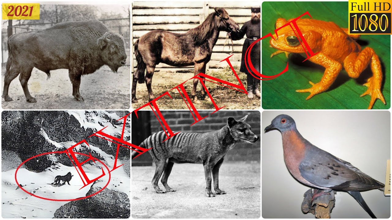 List of Recent Extinct Animals (120 plus)