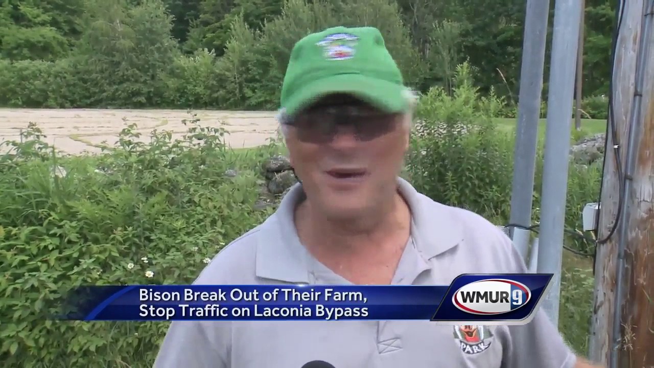 Bison break out of their farm, stop traffic on Laconia Bypass