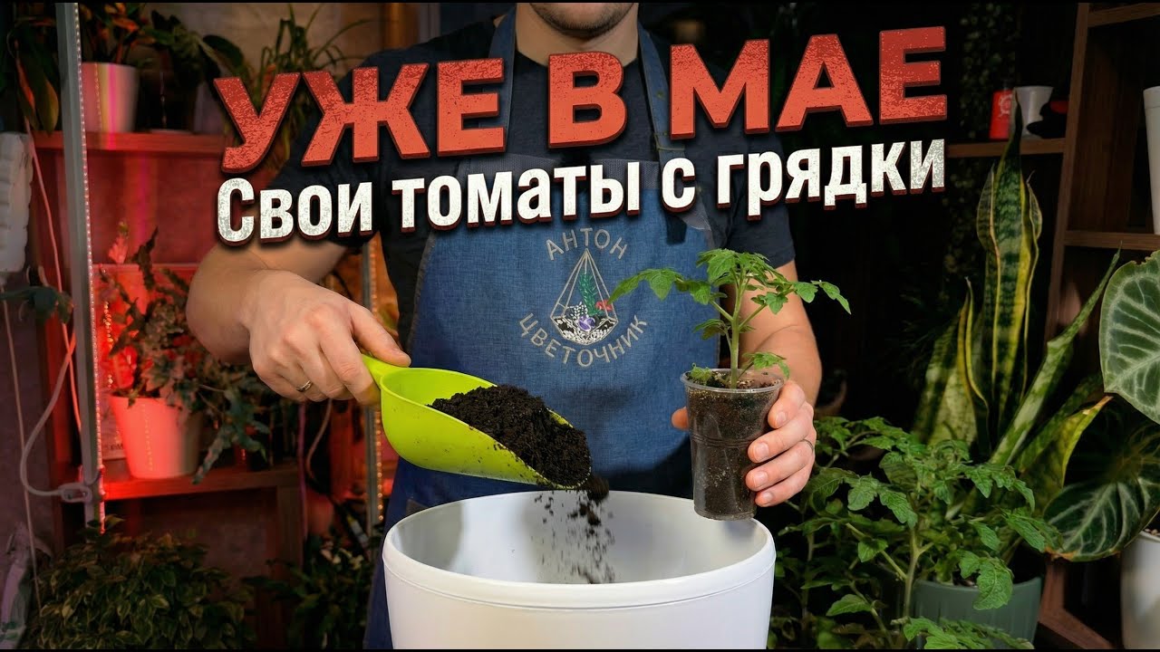 Урожай своих томатов с грядки уже в начале лета: простой и рабочий способ