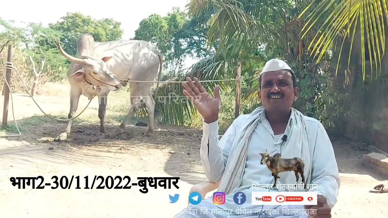 बाबुराव आमसिद्ध पुजारी 2 #bull #cow #khillar #khillarpremi #खिल्लार #naadkhula #नादखुळा