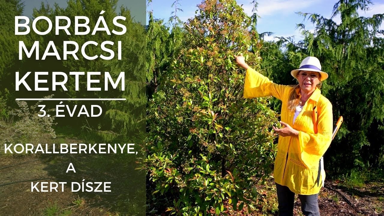 Borbás Marcsi: Kertem -  A korallberkenye, a kert dísze