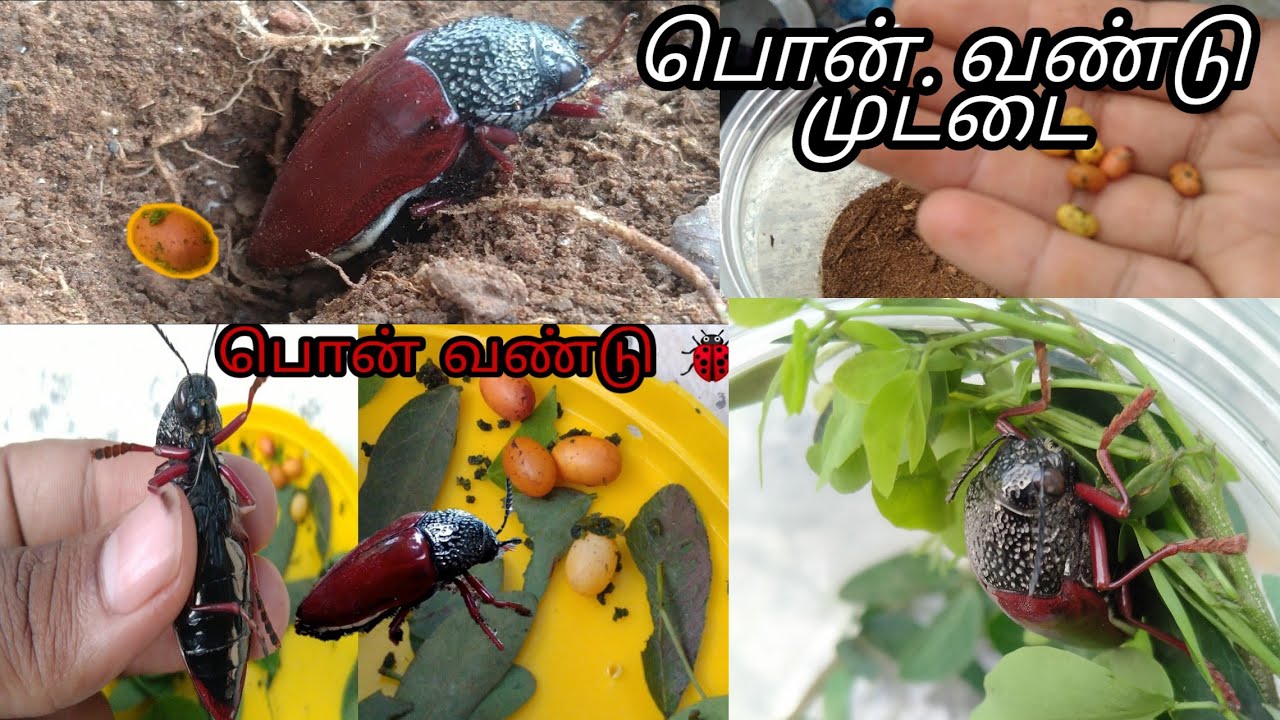 பொன் வண்டு முழு கதை🐞🧬💭🐞/பொன் வண்டு முட்டை/ponvandu valarpu in Tamil/🐞 #Ponvandu #90'pet /Ponvandu/🥰