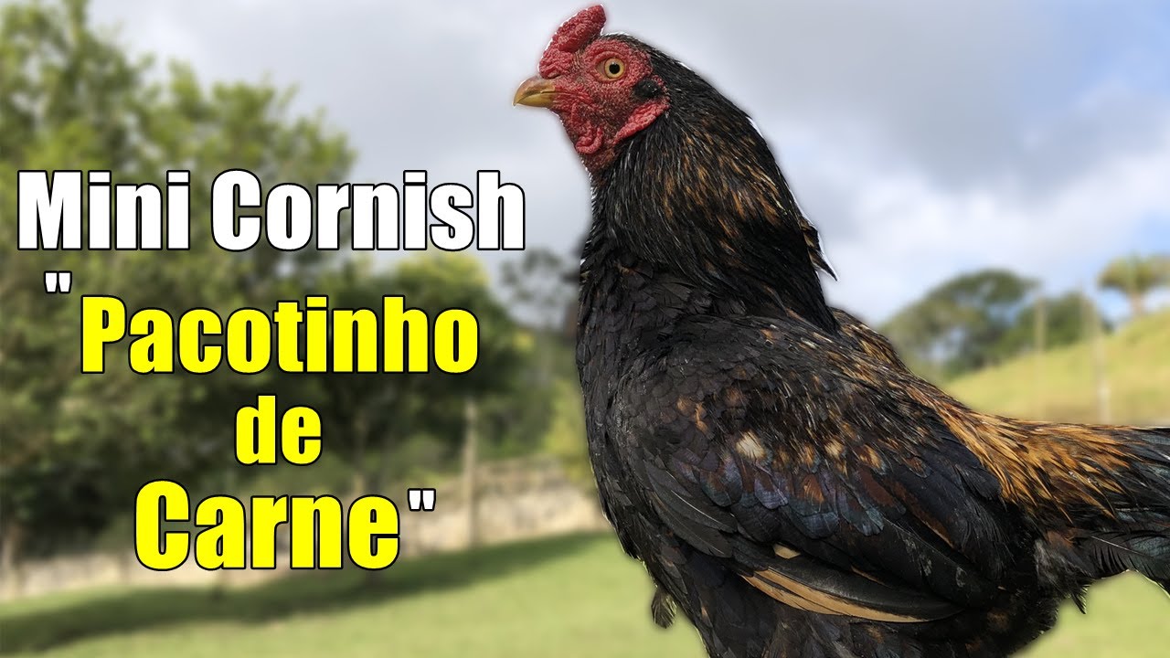 RAÇA MINI CORNISH '' UM PACOTINHO DE CARNE