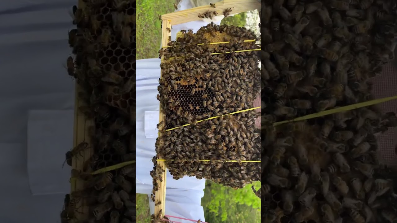 Rescued bees check #bee #beekeeping #dream