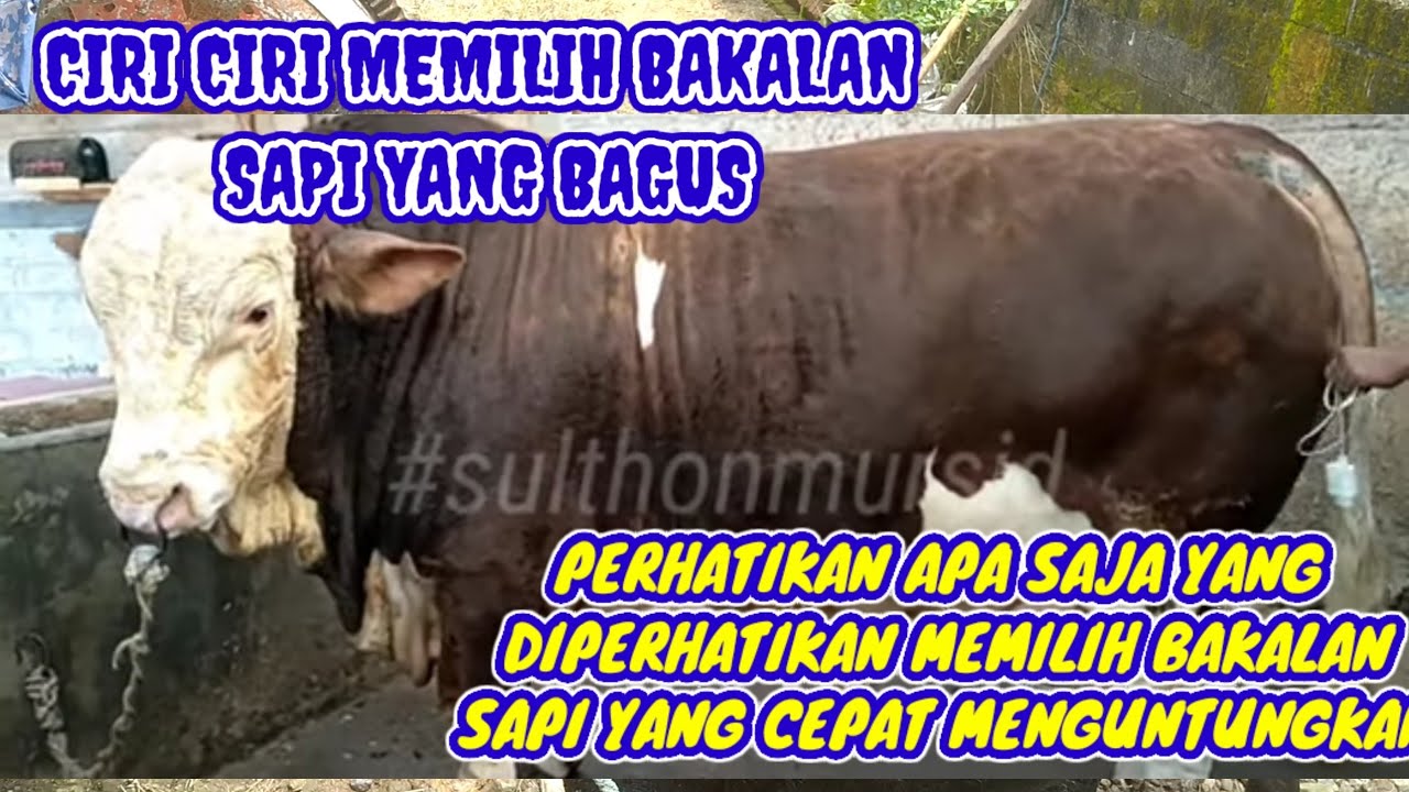 CIRI CIRI MENCARI BAKALAN SAPI YANG BAGUS DAN CEPAT PERTUMBUHANNYA