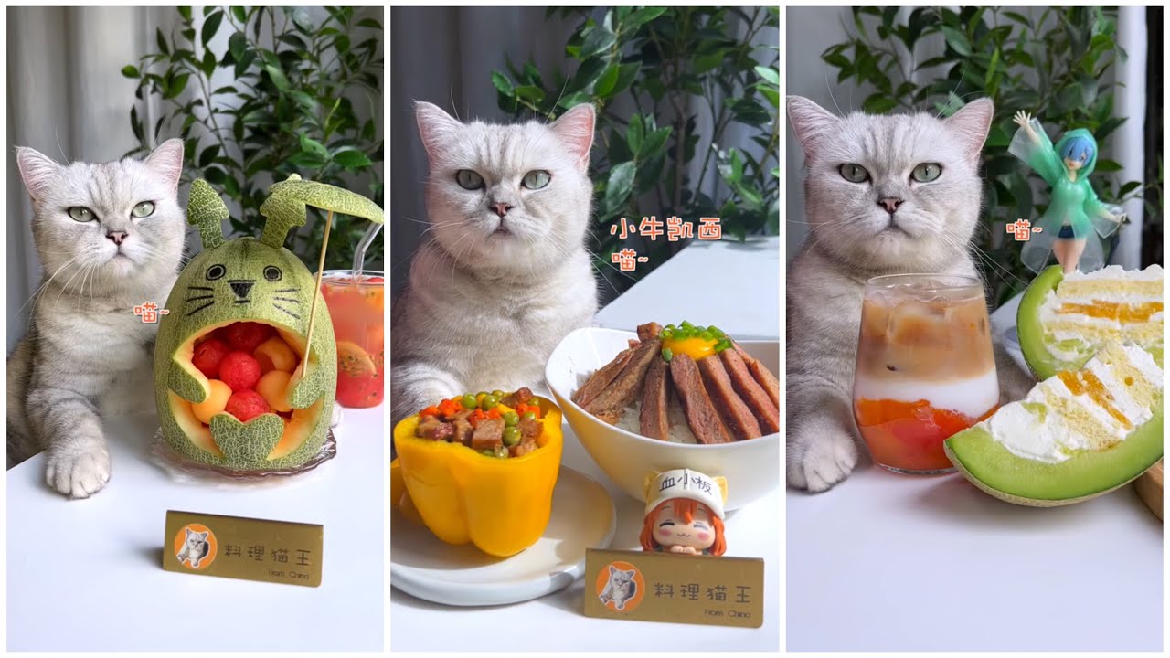 Koki Kucing Super #3 |  Kompilasi Video Kucing Lucu dan Lucu