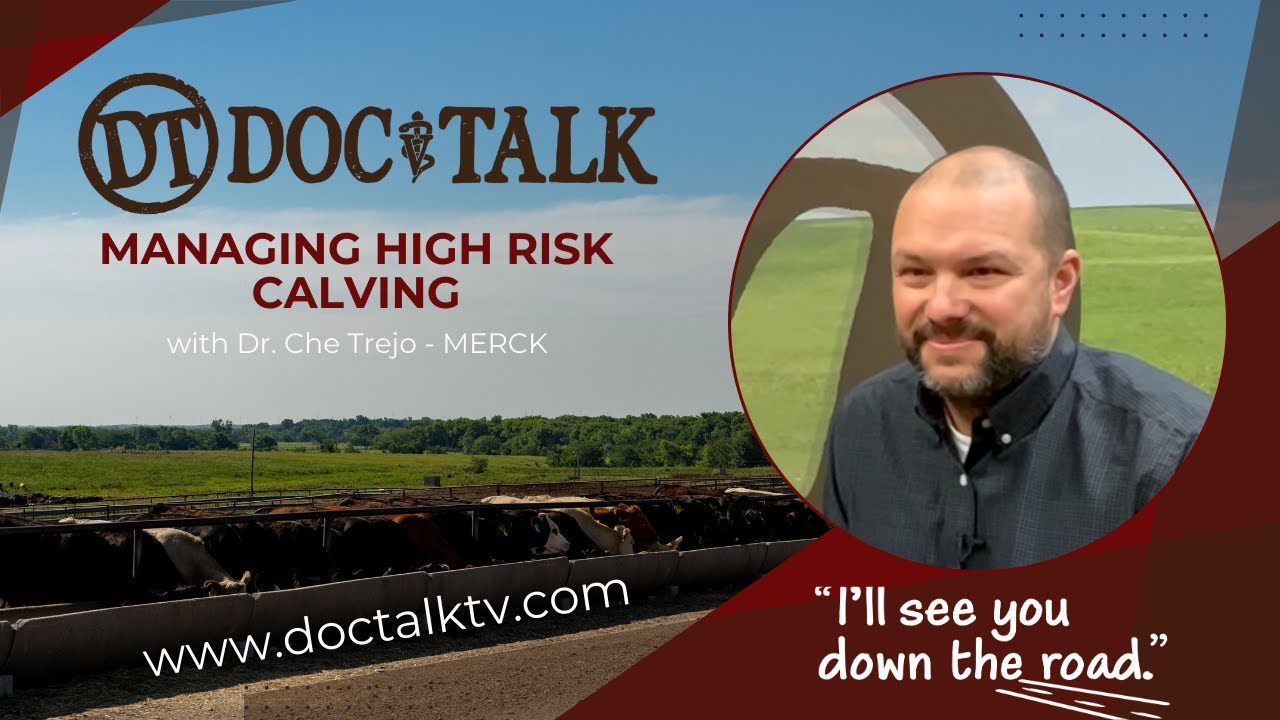 DocTalk Ep 594 - Managing High Risk Calves with Dr. Che Trejo